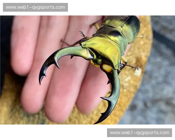 铁血红鹿vs璀璨水手：J联赛版“国家德比”，谁才是日职联的真正王权？